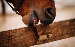 Horse Cribbing