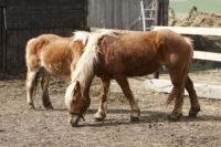 Pituitary Pars Intermedia Dysfunction (PPID) in Horses [Symptoms, Treatment & Management]