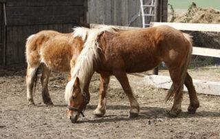 Pituitary Pars Intermedia Dysfunction in Horses