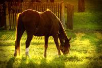 We Analyzed 6,515 Equine Diets – Here’s What We Learned