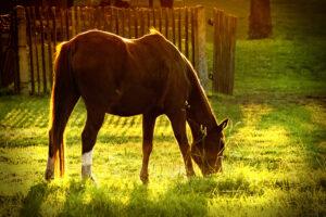 We Analyzed 6,515 Equine Diets – Here’s What We Learned