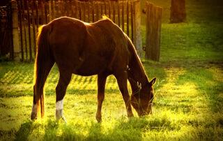 Equine Diet Analysis