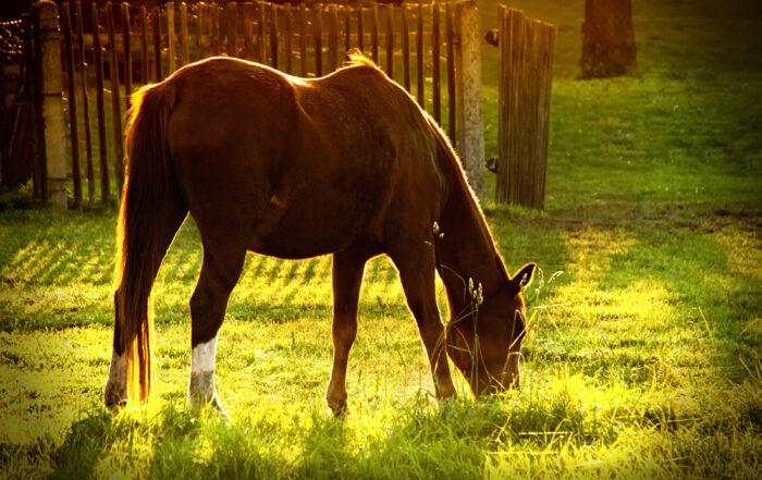 Equine Diet Analysis