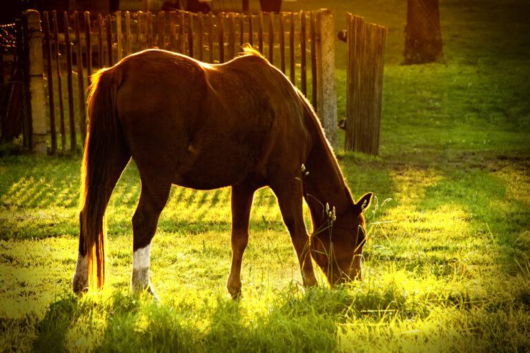 Equine Diet Analysis
