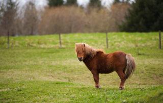 How to Feed your Pony