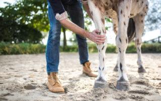 Ostechondritis Dissecans in Horses