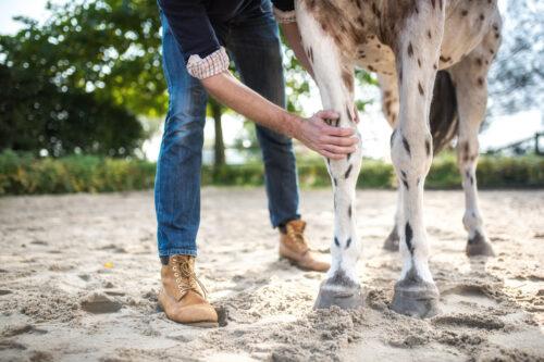 Ostechondritis Dissecans in Horses