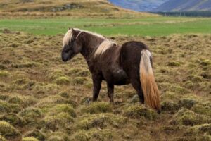 14 Early Warning Signs of Laminitis in Horses [Countdown]