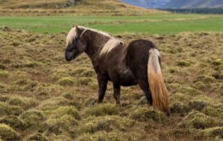 guide-to-signs-of-laminitis-in-horses
