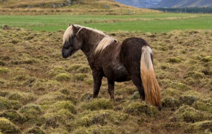 guide-to-signs-of-laminitis-in-horses