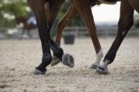 Calcium & Phosphorus in the Equine Diet [Ratio, Functions & Sources]
