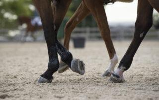 Calcium and Phosphorus in the Equine Diet