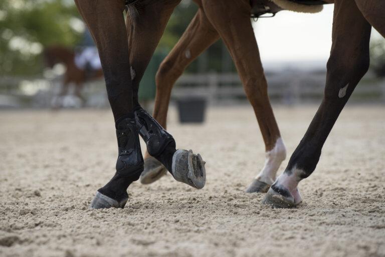 Calcium and Phosphorus in the Equine Diet
