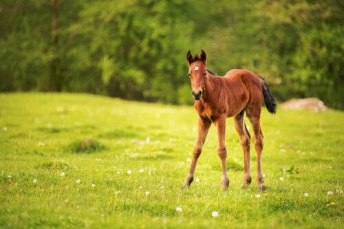 Physitis in Young Horses