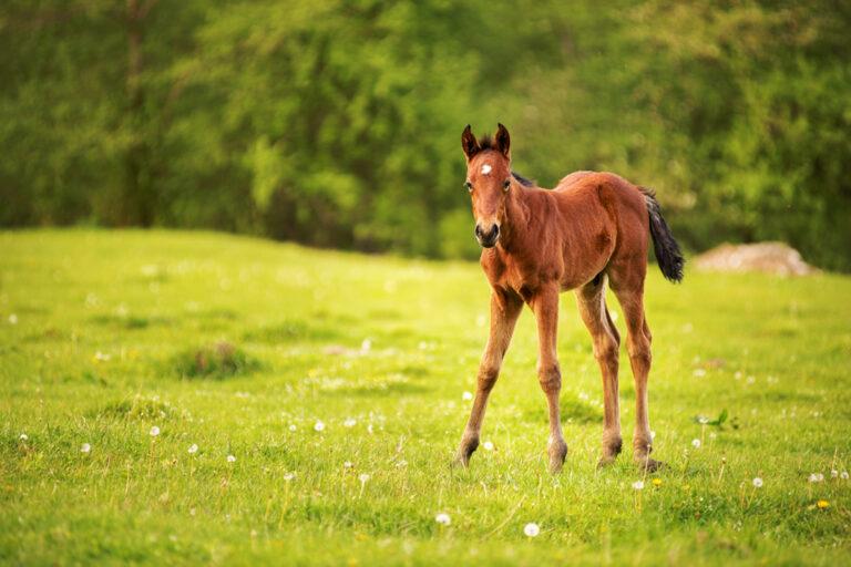 Physitis in Young Horses