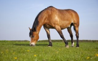 equine-hyperlipidemia