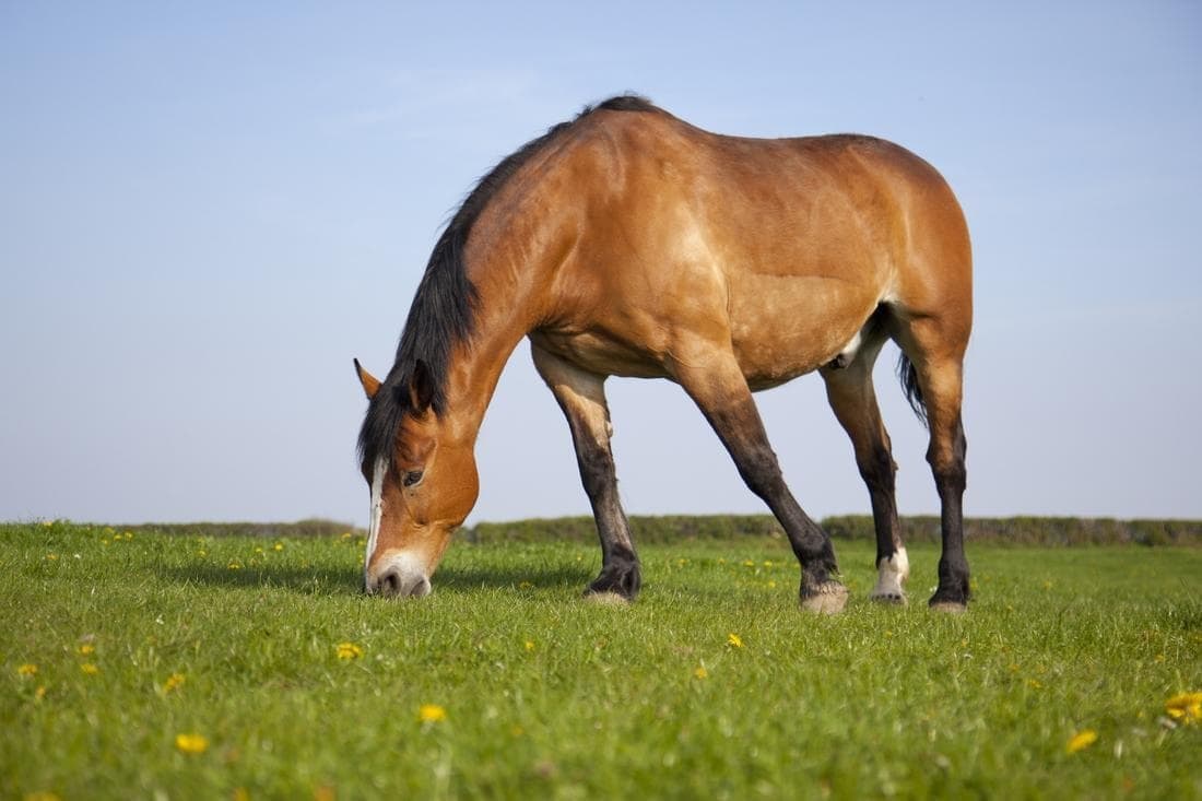 Hyperlipidemia and Hyperlipemia in Horses – Causes, Symptoms & Treatment