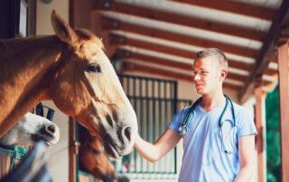 Bartonella Infection in Horses