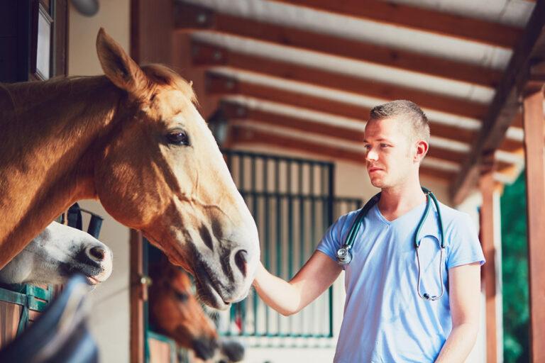 Bartonella Infection in Horses