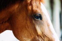 Big Head Disease: Nutritional Secondary Hyperparathyroidism in Horses