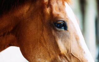 Big Head Disease in Horses