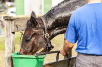 Best Electrolyte Supplements for Horses: A How-To Guide
