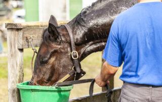 Electrolyte Supplementation for Horses