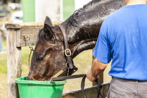 Electrolyte Supplementation for Horses