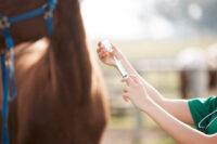 Joint Injections for Horses: How they Work & When to Use