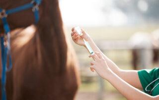 Horse Joint Injections
