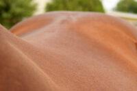 Kissing Spine in Horses – Causes, Symptoms, Diagnosis & Treatment