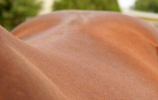 Kissing Spine in Horses