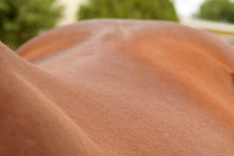 Kissing Spine in Horses