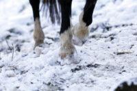 Winter Laminitis in Horses: Causes, Symptoms & Treatment [Overview]