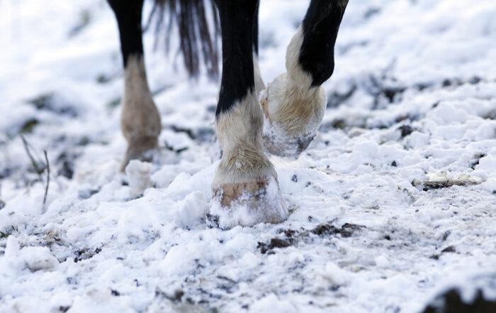 Winter Laminitis in Horses