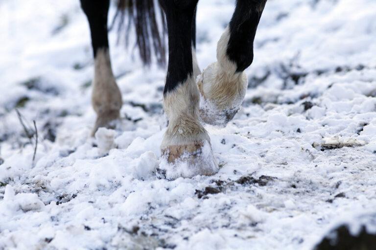 Winter Laminitis in Horses