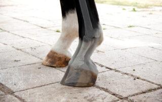 Acute Laminitis Treatment