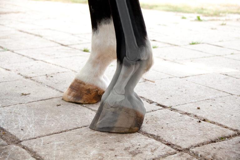 Acute Laminitis Treatment