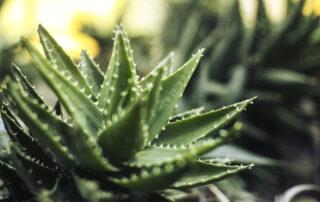Aloe Vera for Equine Gastric Ulcers