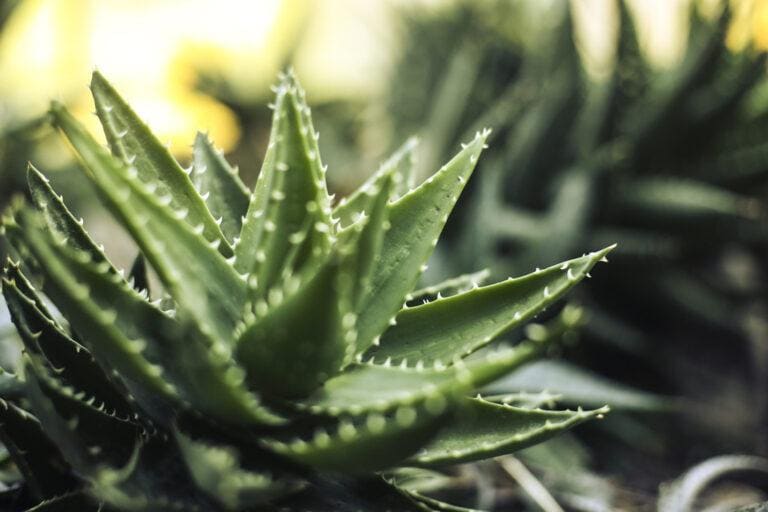 Aloe Vera for Equine Gastric Ulcers