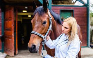 Emergency Treatment for Laminitis in Horses