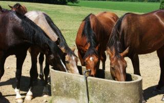 Feeding Horse in Hot Weather