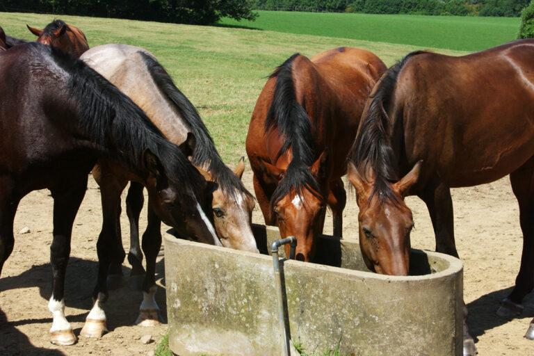 Feeding Horse in Hot Weather