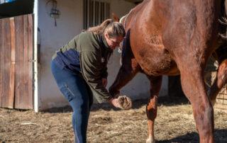 Laminitis Recovery for Horses