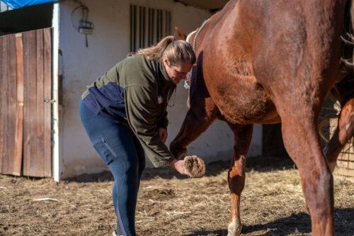 Laminitis Recovery for Horses