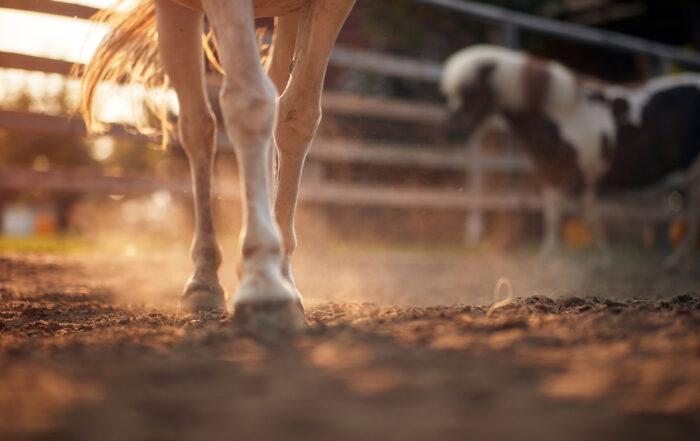 Top 17 Risk Factors for Laminitis in Horses [+ How to Prevent]