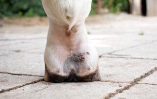 Mud Fever - Equine Pastern Dermatitis