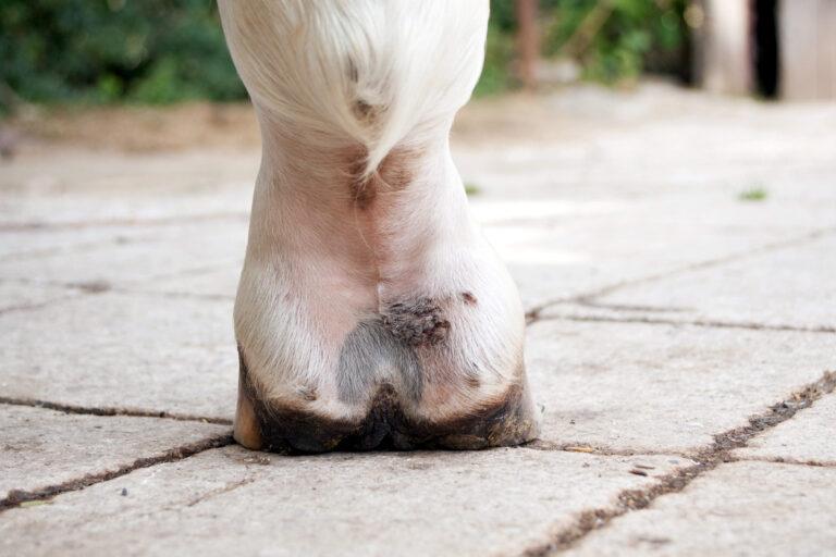 Mud Fever - Equine Pastern Dermatitis