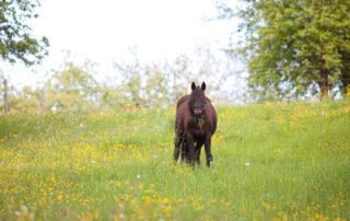 Pasture-Associated Laminitis in Horses