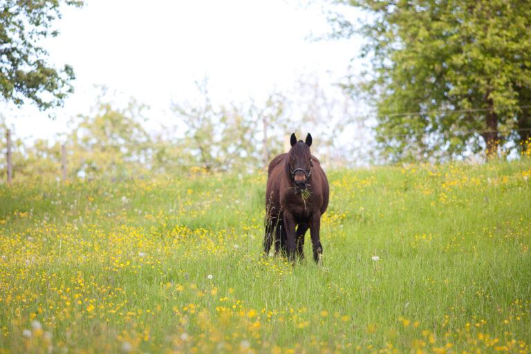 Pasture-Associated Laminitis in Horses